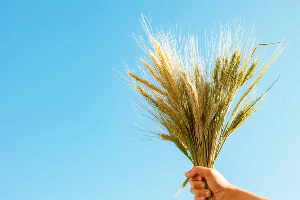 Wheat or grain on the hand isolated on blue sky background with copy space for texts. Food independence concept photo.