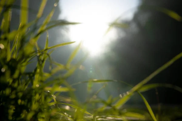 Blurry nature background. Defocused grasses or plants and sunlight. Environment or ecology concept photo.