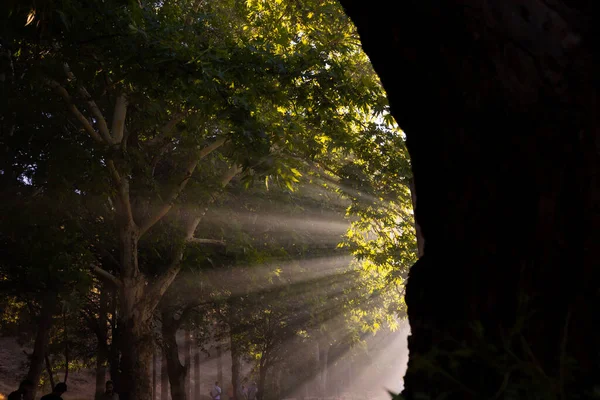 Sunrays in misty forest at sunset. Nature background photo. Sunrays or sunshine or sunlight through the haze in the forest.