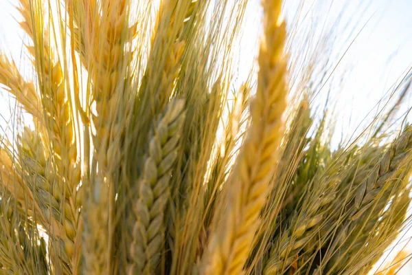 Wheat ears in focus. Grain or wheat production background photo. Food industry concept.