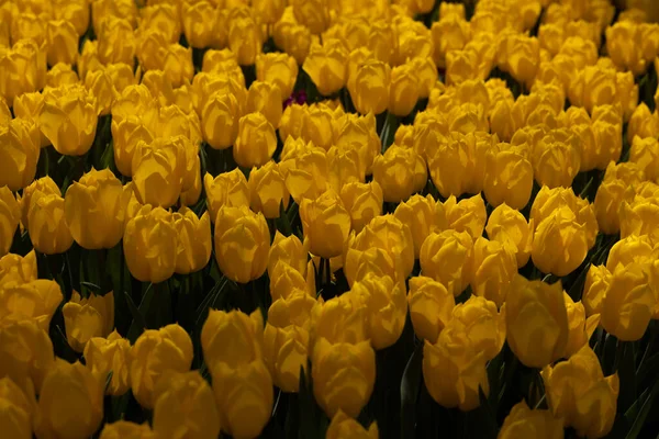 Gele Tulpen April Voorjaar Bloesem Achtergrond Foto Gele Tulpen Veld — Stockfoto