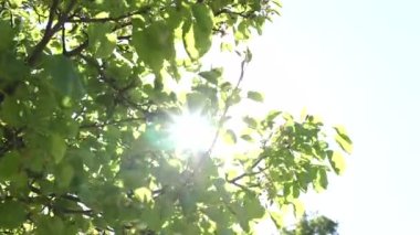 Dünya günü ya da doğa konsepti videosu. Güneş ışığını ağacın yapraklarına doğru yönelt. Rüzgarda ve güneşte sallanan yapraklar.