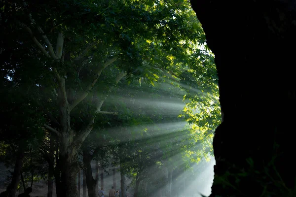 Sunrays through the haze behind the tree in the forest. Moody or dramatic or mysterious forest concept.