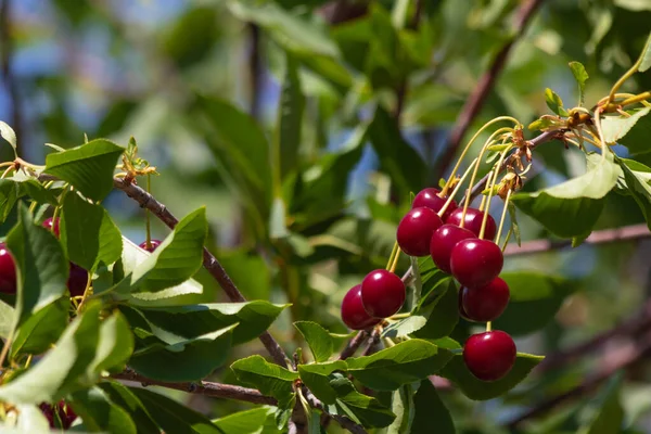Sour cherries hanging on the tree. Organic raw vegan foods. Sour cherry tree. Selective focus.