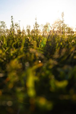 Zemin kattaki ekinler ya da otlar. Odaklanmış otlar. Doğa fotoğrafı. Karbon net sıfır veya karbon nötr dikey arkaplan.