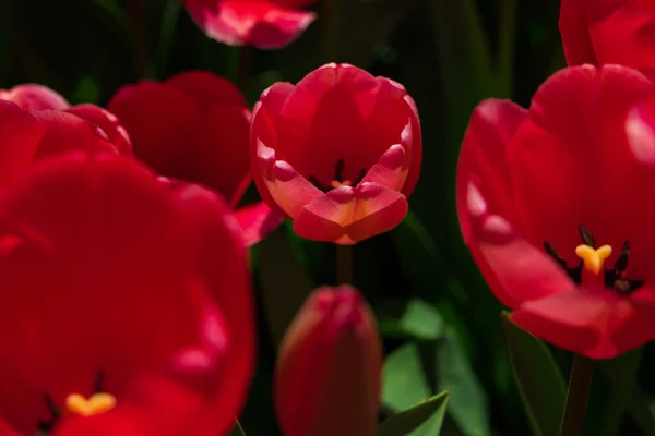 Tulipas Vermelhas Cima Flores Primavera Foto Fundo Tulipa Foto Papel — Fotografia de Stock