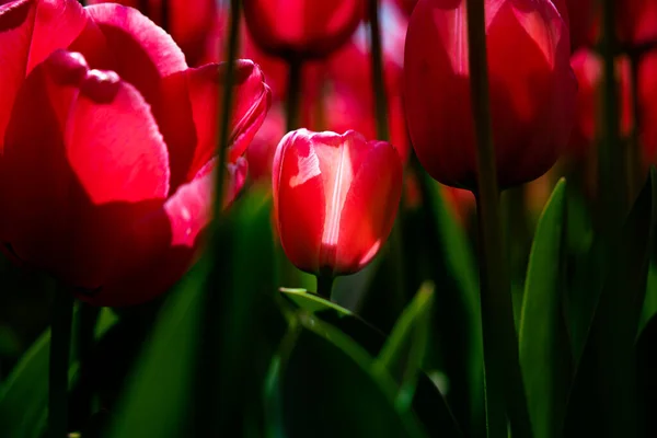 Röda Tulpaner Spring Blommor Bakgrund Foto Tulpan Tryckbart Foto Vårblommans — Stockfoto