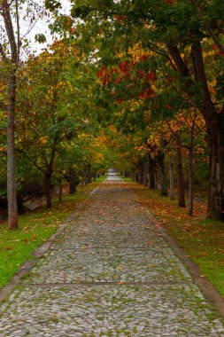 Sonbahar ya da sonbahar dikey arkaplan fotoğrafı. Ormanda, yaprakları dökülmüş bir yer.. 