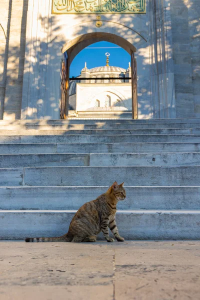 Gato Callejero Sentado Las Escaleras Una Mezquita Estambul Cultura Turca — Foto de Stock