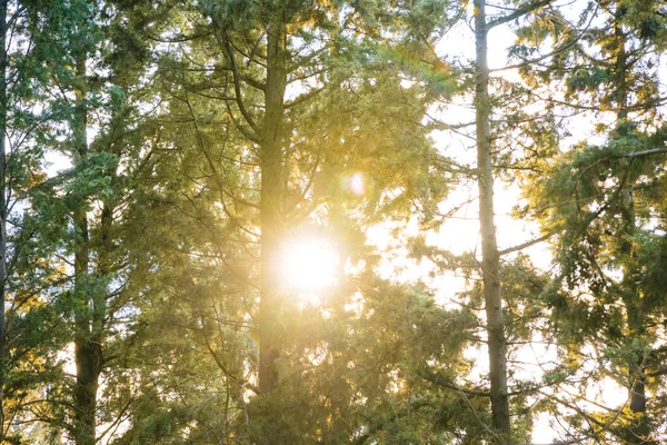 Sol Atrás Dos Pinheiros Floresta Dia Terra Carbono Líquido Zero — Fotografia de Stock