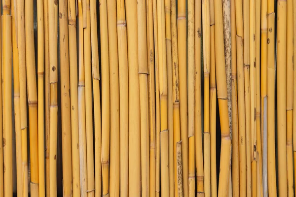 Bamboo pattern. Vertical bamboo fence background photo.