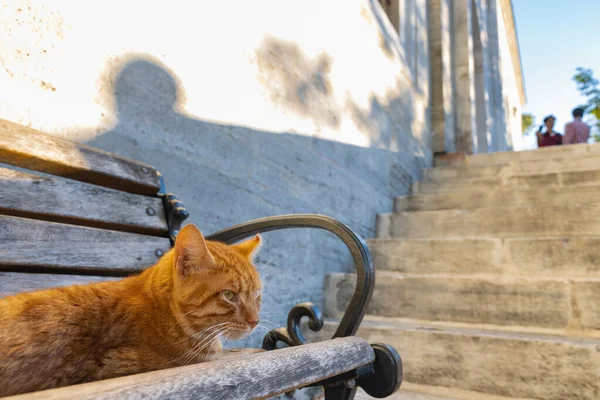 A stray cat sitting on a bench in the garden of a mosque in Istanbul. Turkish culture background photo. Stray cats of Istanbul.