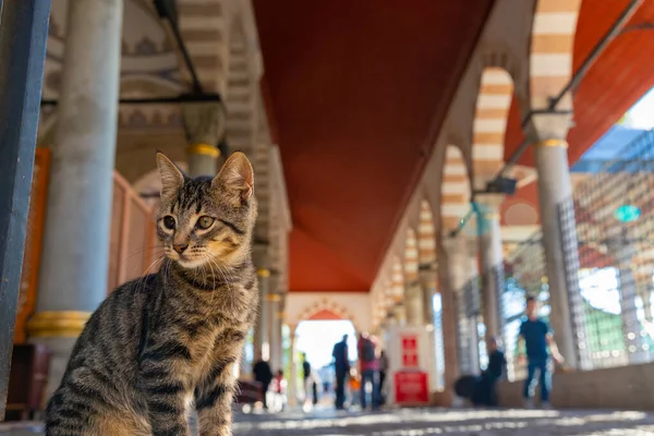 Portrait of a stray cat in a mosque in Istanbul. Turkish culture background photo. Stray cats of Istanbul.