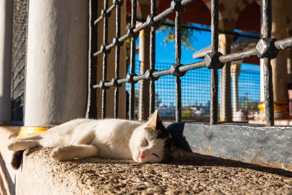 A stray cat lying on the wall of a mosque in Istanbul. Stray cats of Istanbul. Turkish culture.