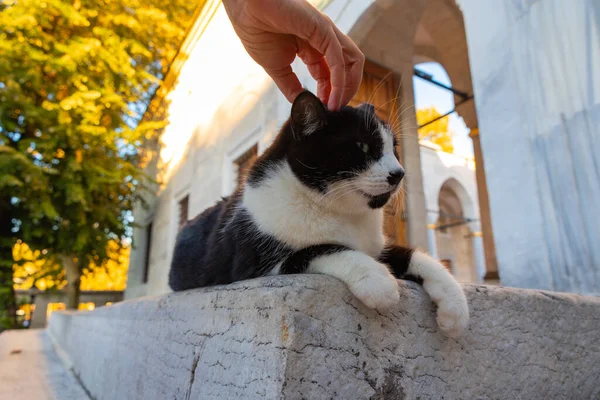 Woman petting a stray cat in the garden of a mosque in Istanbul. Turkish culture background photo.
