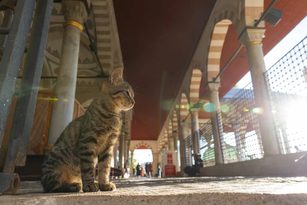 Stray cats of Istanbul. A stray cat sitting in the mosque. Turkish culture.