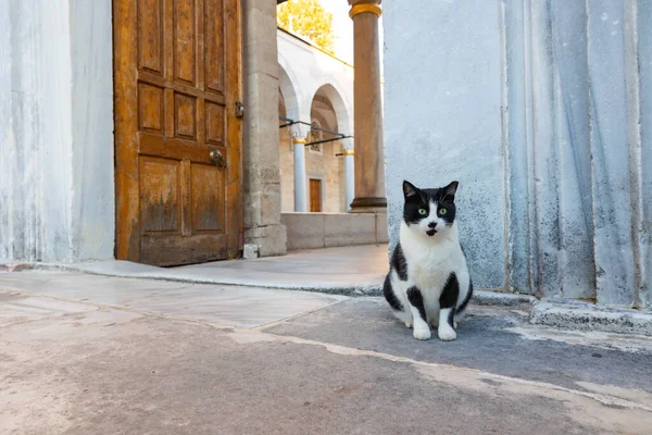 A stray cat sitting near the gate of a mosque in Istanbul. Stray cats of Istanbul. Turkish culture.