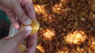 Kurutulmuş kayısı üretimi. Sağlıklı kurutulmuş meyve üretimi 4K video. Malatya kayısı.