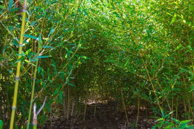 Parkın zemin manzaralı küçük bambu ağaçları. Peyzaj mimarisi konsepti fotoğrafı.