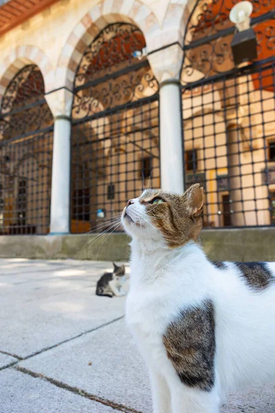 Stray cat in the garden of a mosque in Istanbul. Turkish culture background photo. Stray cats of Istanbul.