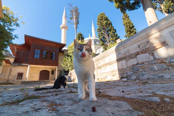 Stray cats of Istanbul background photo. Stray cats in the garden of a mosque. Turkish culture.