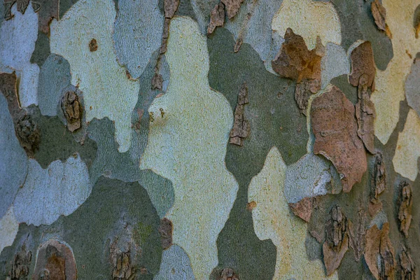 ロンドンの飛行機の木の樹皮の質感 木幹アブストラクト背景 — ストック写真