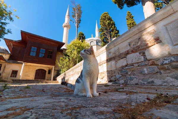 Stray cat sitting in the garden of a mosque in Istanbul. Turkish culture background photo. Stray cats of Istanbul.