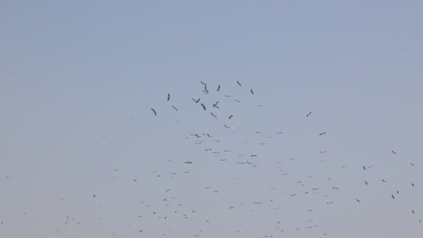 一群鹤的迁徙 Stork从北向南迁移4K视频 动物行为概念录像 — 图库视频影像