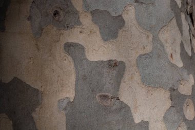 Ağaç kabuğu arka planı. Londra uçak ağacı havlıyor. Ağaç gövdesi dokusu