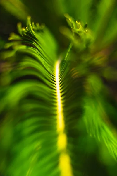 Foto Fondo Hojas Palma Sagú Borrosa Desenfocada Cycas Revoluta Planta — Foto de Stock