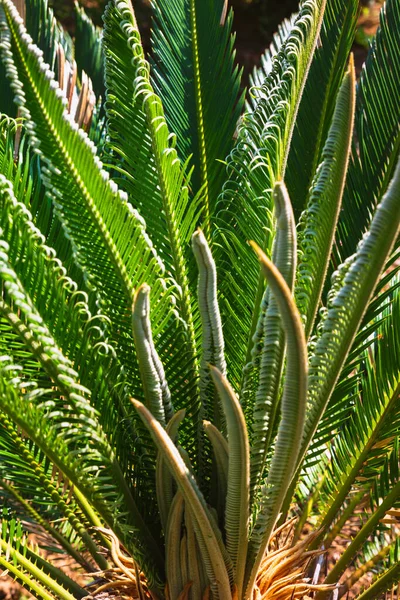 Cycas revoluta or Sago cycad or sago palm plant background vertical photo. Decorative plants for parks or gardens.