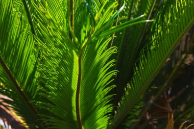 Cycas Revoluta ya da Sago Palm 'ın arka plan fotoğrafları. Bahçeler ve parklar için dekoratif bitkiler. 