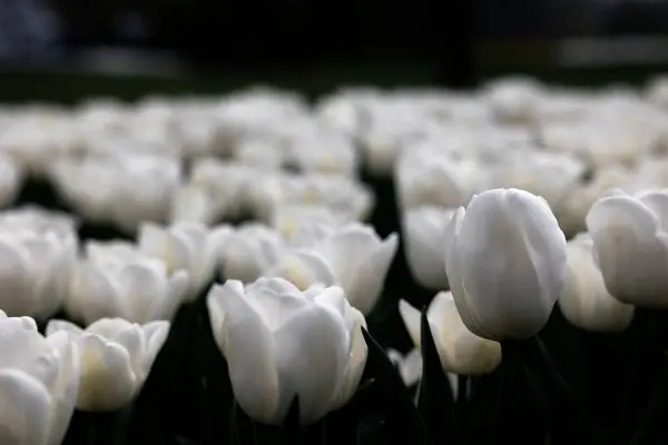 Weiße Tulpen Tulpenblüte Frühling Hintergrundbild Foto Frühlingsblumen Leinwanddruck Oder Druckfähiges — Stockfoto