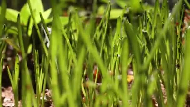 Ringatózó Füvek Növények Vagy Növények Szélben Föld Napja Vagy Környezetvédelmi — Stock videók