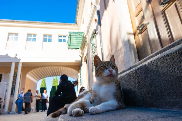 Gato Callejero Sentado Las Escaleras Una Mezquita Cultura Turca Foto — Foto de Stock