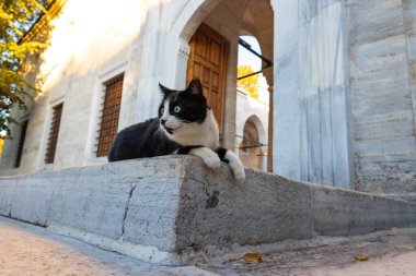 İstanbul 'un sokak kedileri. Cami merdivenlerinde oturan başıboş bir kedi. Türk kültürü.