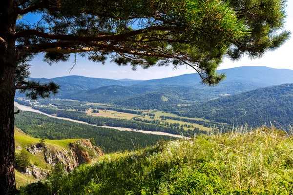 Strom zelený letní hory — Stock fotografie