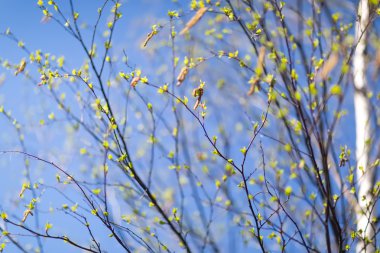 Bahar güneşli bir gün