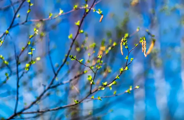 Spring sunny day — Stock Photo, Image