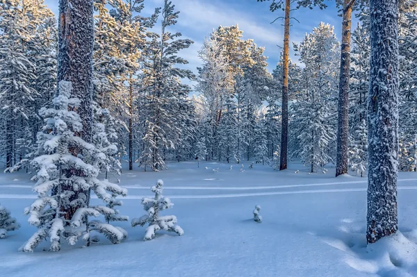 Paesaggio invernale — Foto Stock