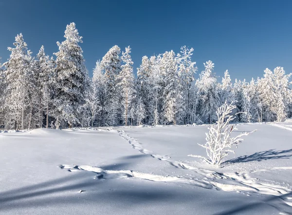 Nieve de invierno — Foto de Stock