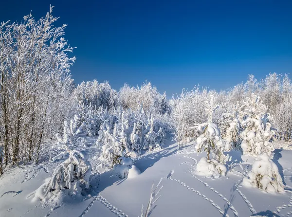 冬季造雪 — 图库照片