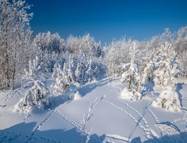 Neve invernale — Foto Stock