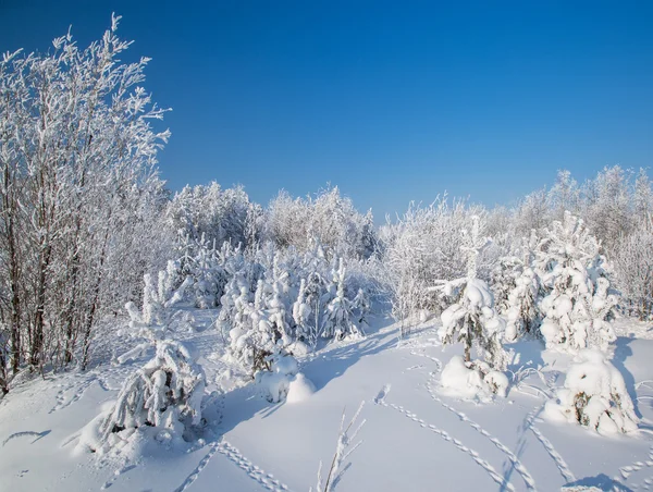 Wintersneeuw — Stockfoto