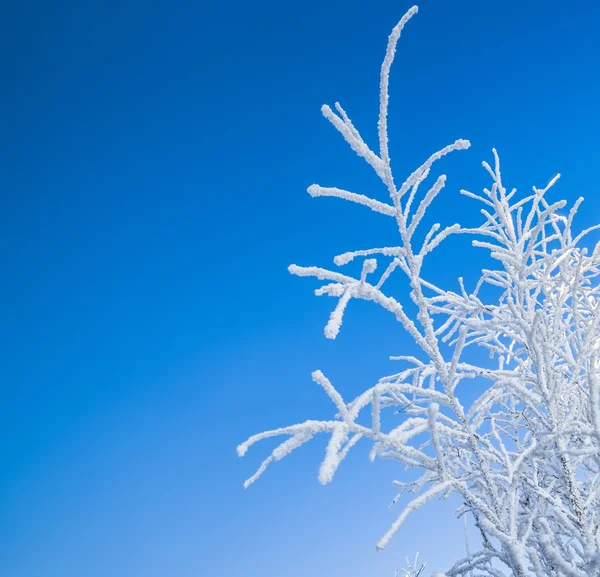 Neve invernale — Foto Stock