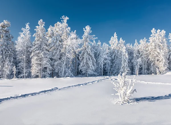 Inverno neve — Fotografia de Stock