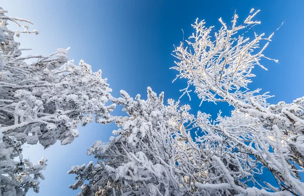 Wintersneeuw — Stockfoto