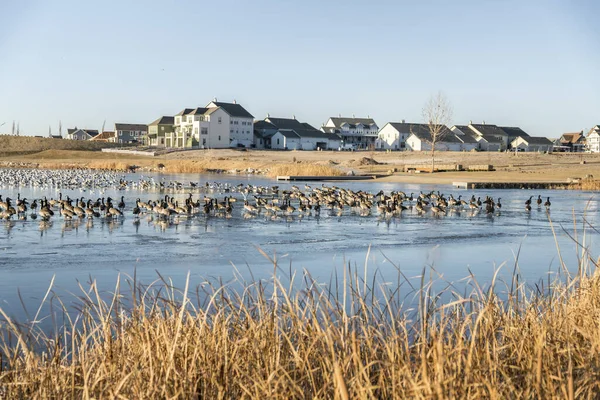 Una bandada de gansos salvajes y patos en un lago congelado en un parque cerca de la zona residencial — Foto de Stock