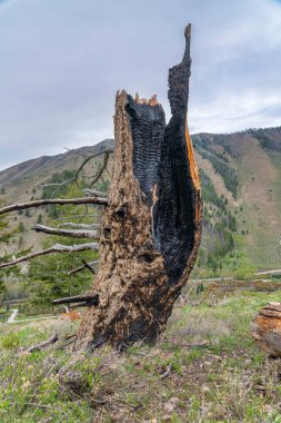 Idaho 'da bir yürüyüş yolunda çimenli bir zeminde yanmış bir ağaç.