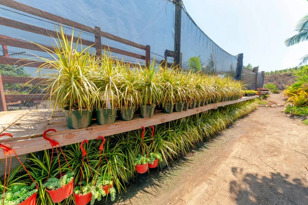 Plantas de dracaena macetas en un estante de madera a lo largo del camino de tierra a la derecha — Foto de Stock